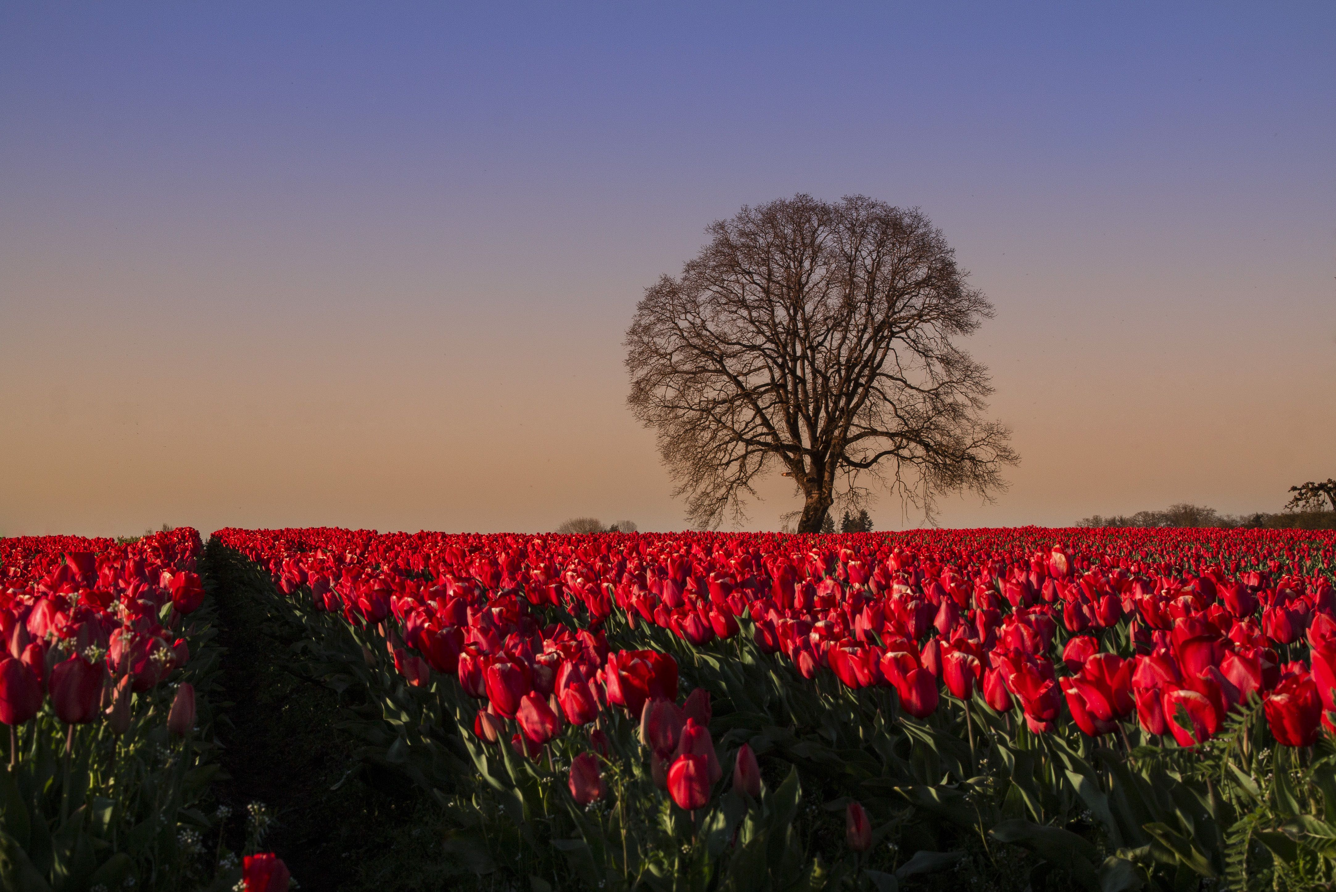 4331x2891 Tulips Field Nature Royalty Free