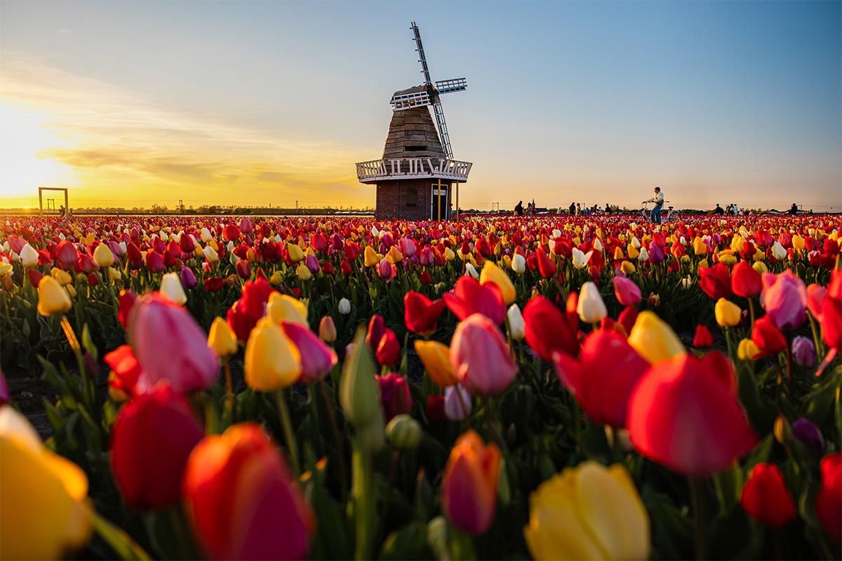 1200x800 Best Tulip Fields Near Amsterdam: A Complete Netherlands Tulip Guide (+ Map) in London
