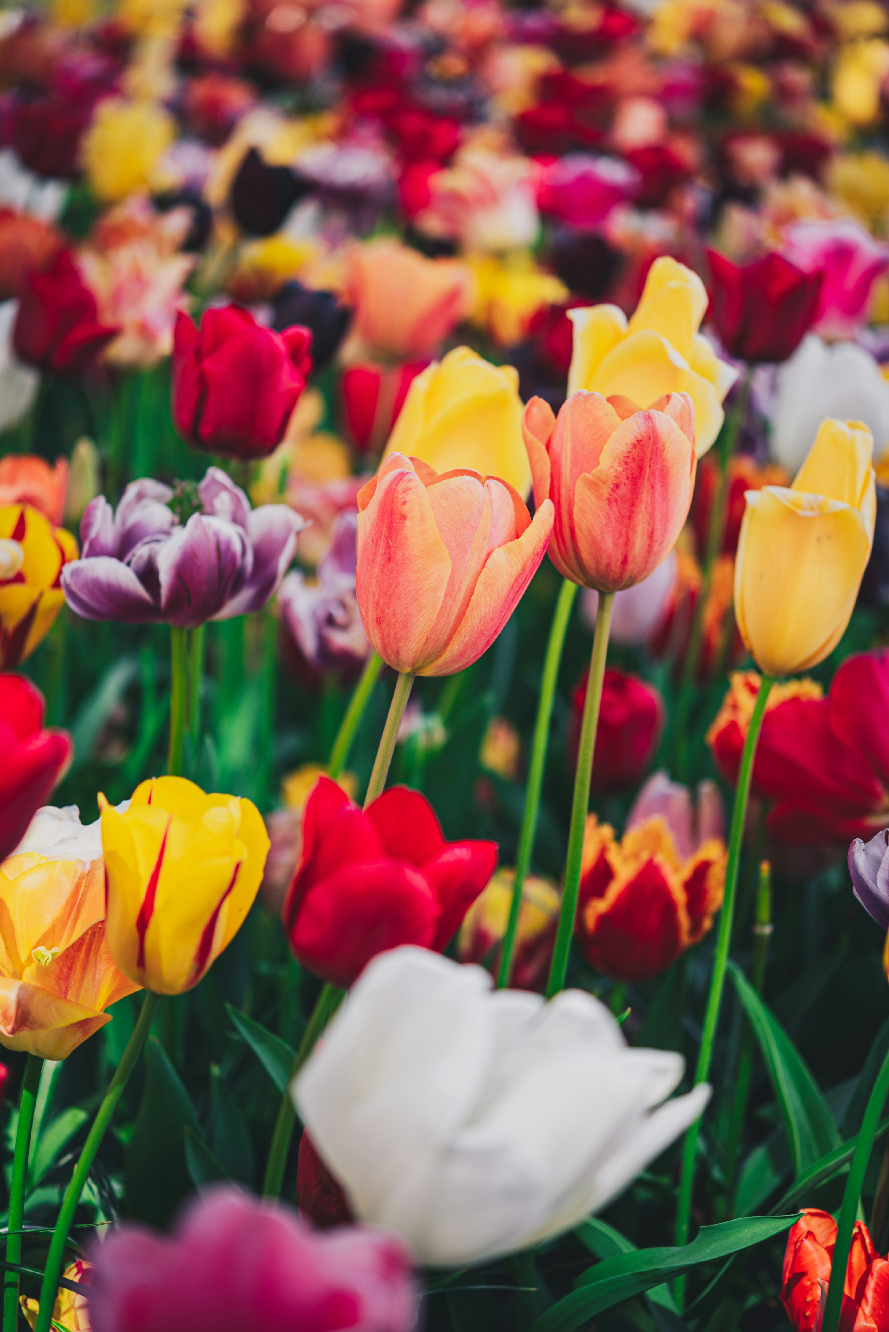 3000x4494 A field full of colorful tulips and other flowers photo