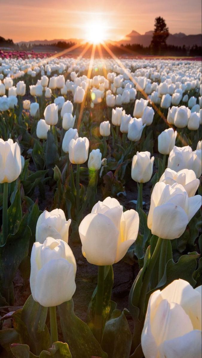 676x1200 White Tulips