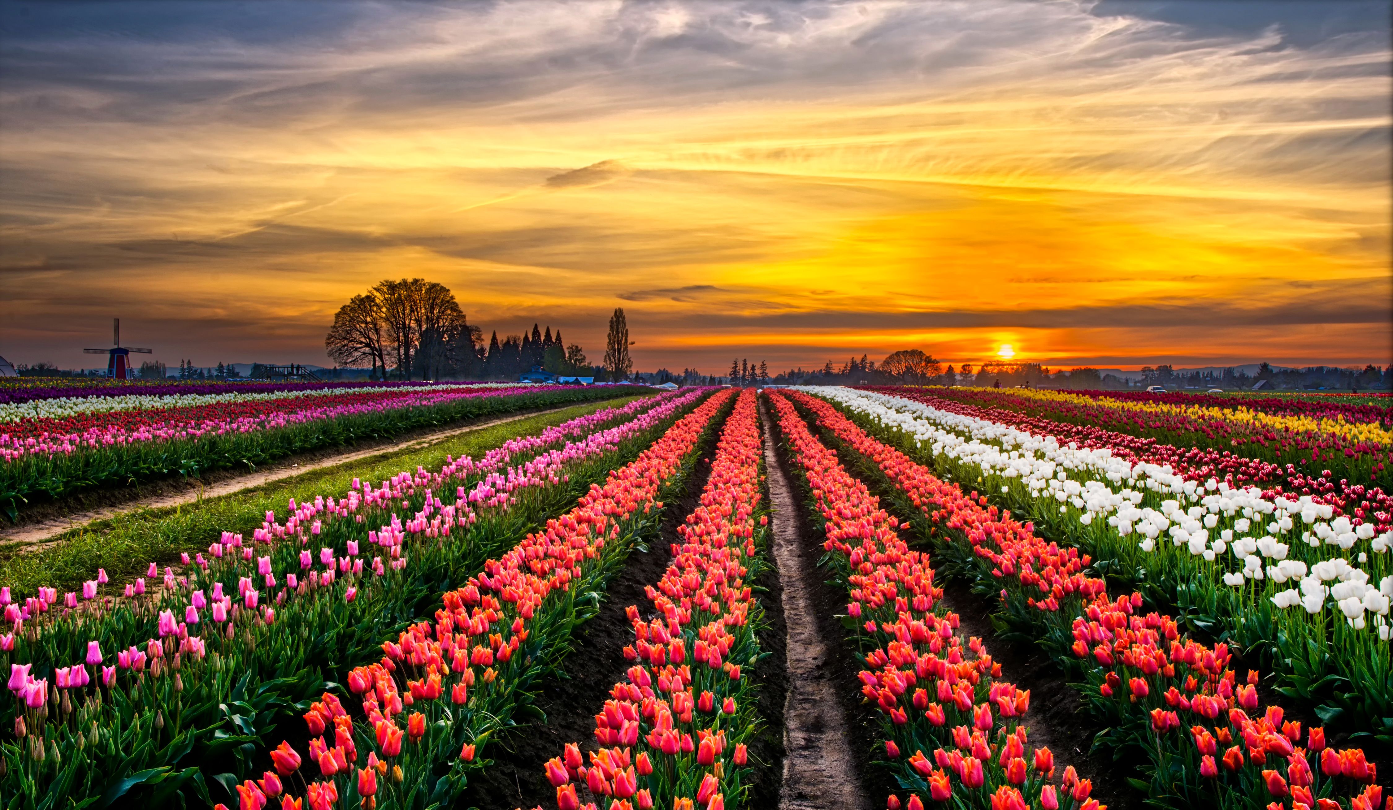 4500x2617 Wallpaper field, trees, landscape, sunset, horizon, mill, tulips, colorful for mobile and desktop, section цветы, resolution 4500x2617