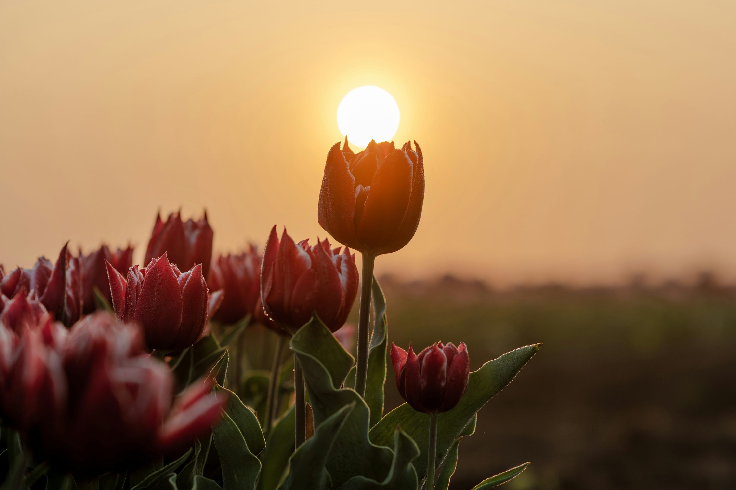 3000x1996 Tulips bloom in the sunlight at sunset. photo