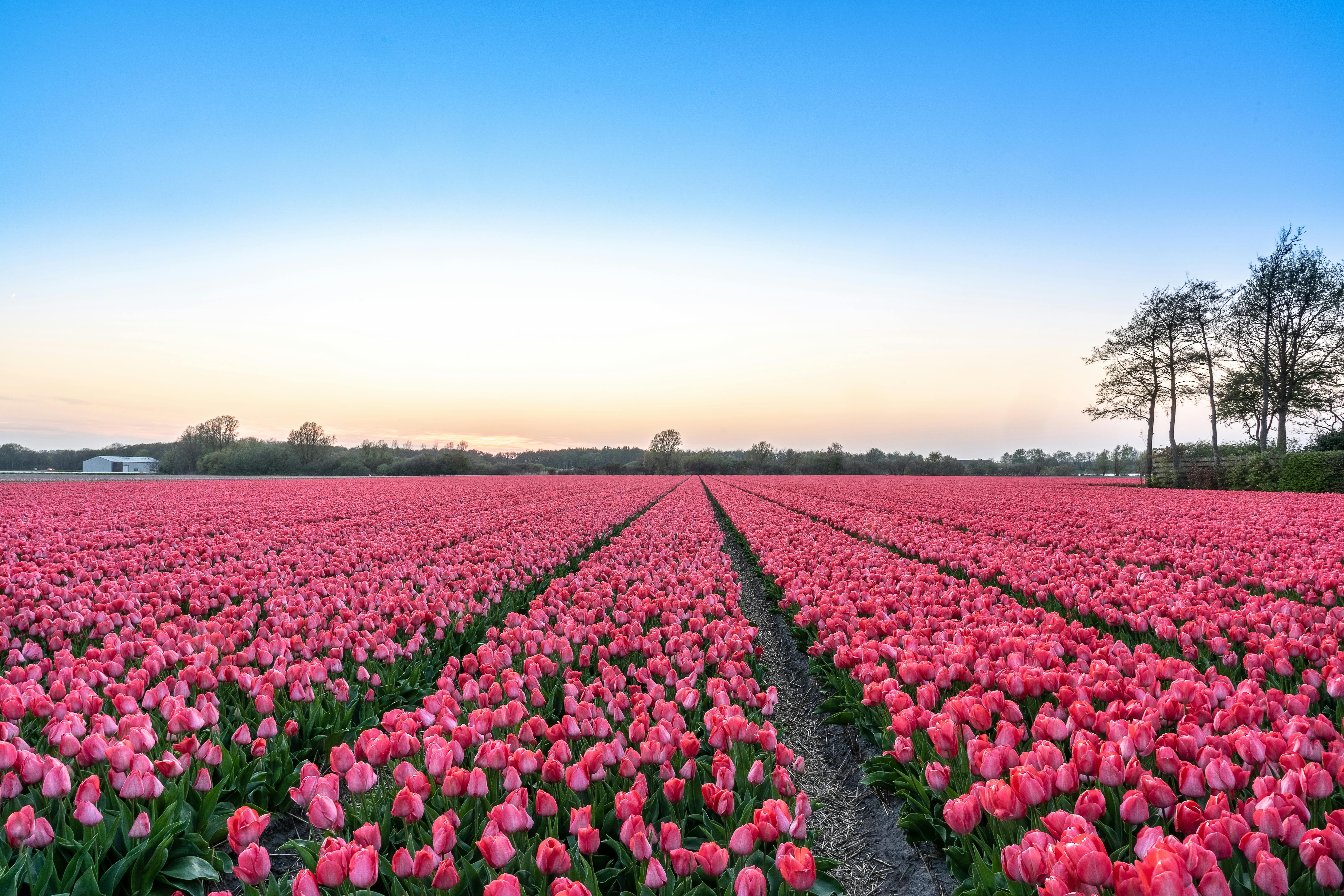 5917x3945 Tulips on Field · Free