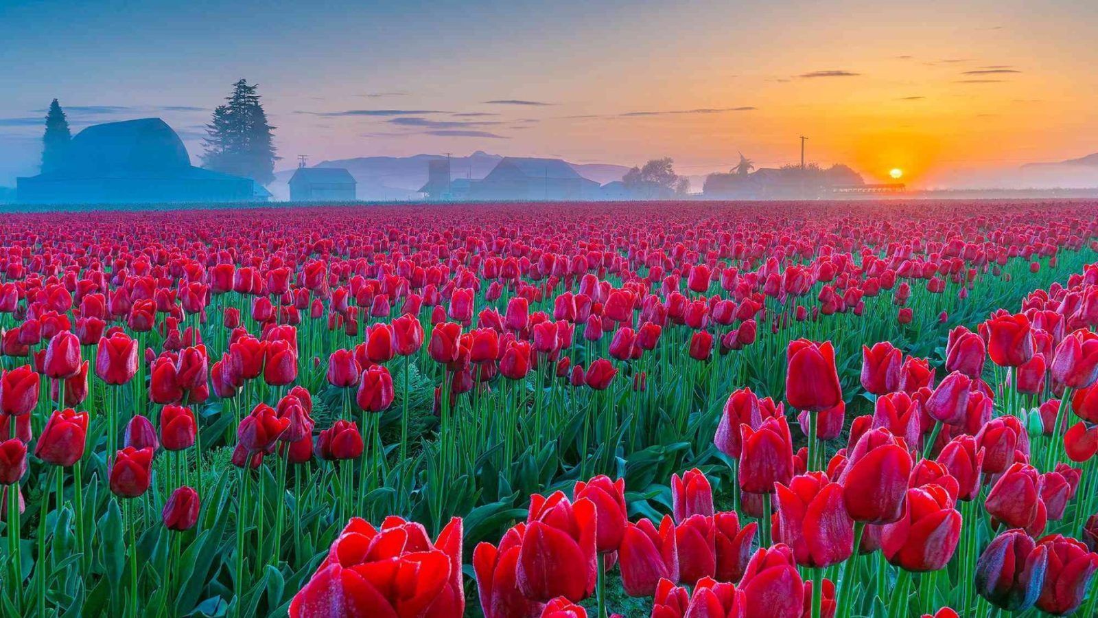 1600x900 Skagit Valley Hosts The Largest Tulip Festival In The US