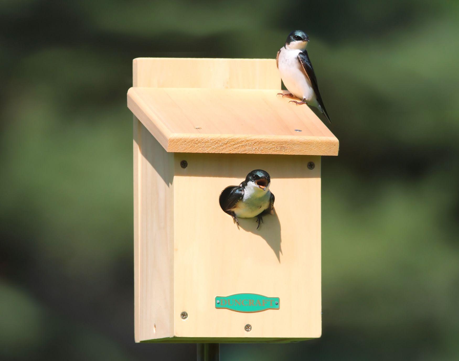 1750x1377 Bird House wallpaper, Man Made, HQ Bird House pictureK Wallpaper 2019