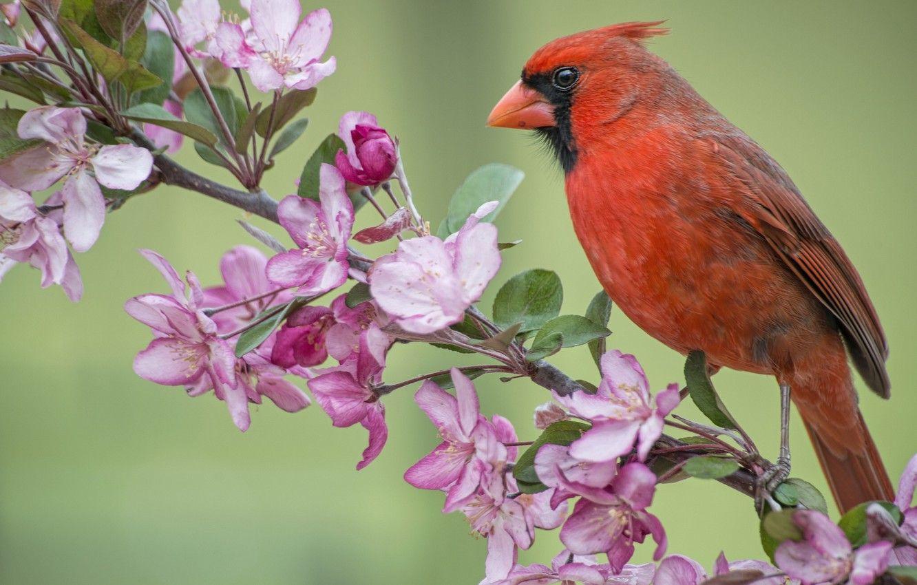 1332x850 Wallpaper bird, branch, spring, Apple, flowering, flowers