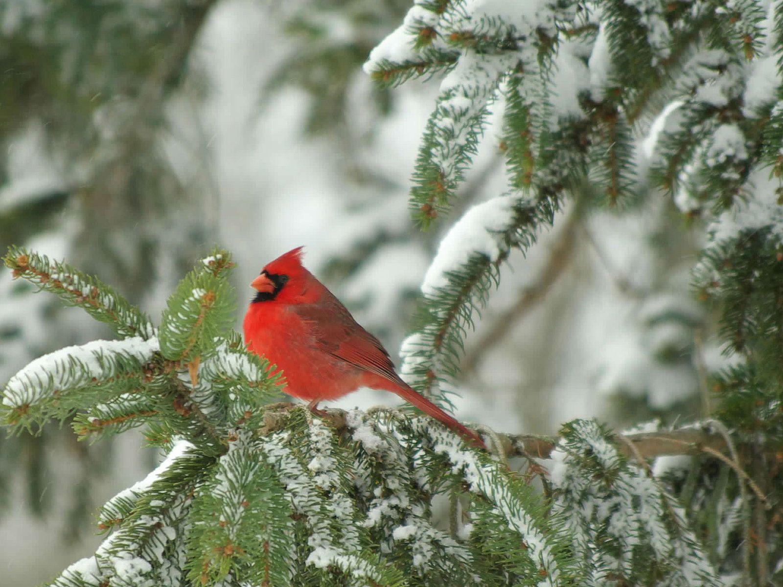 1600x1200 Tree, Leaf, Arizona Cardinals, Northern Cardinal, Snow