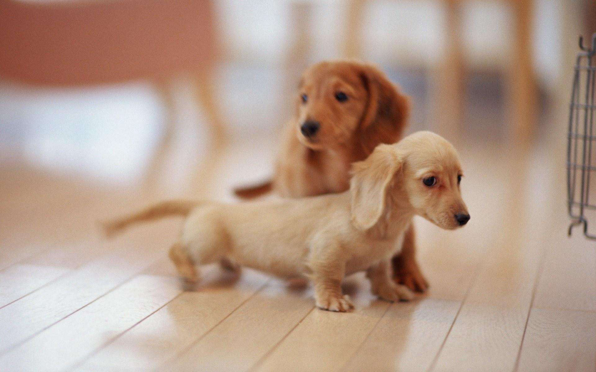 1920x1200 Cool 3D Wallpaper HD Dogs
