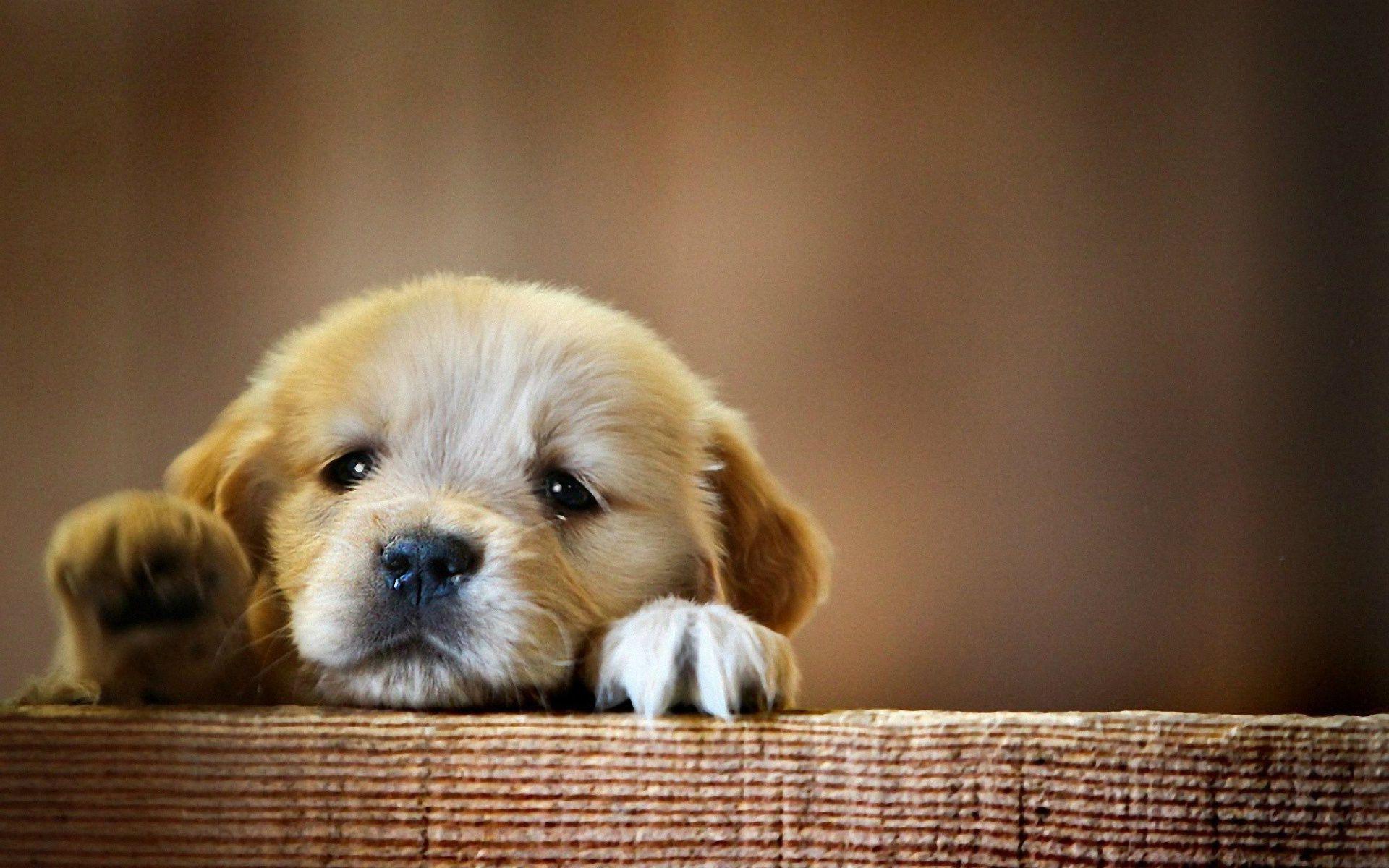 1920x1200 Dog Desktop Background