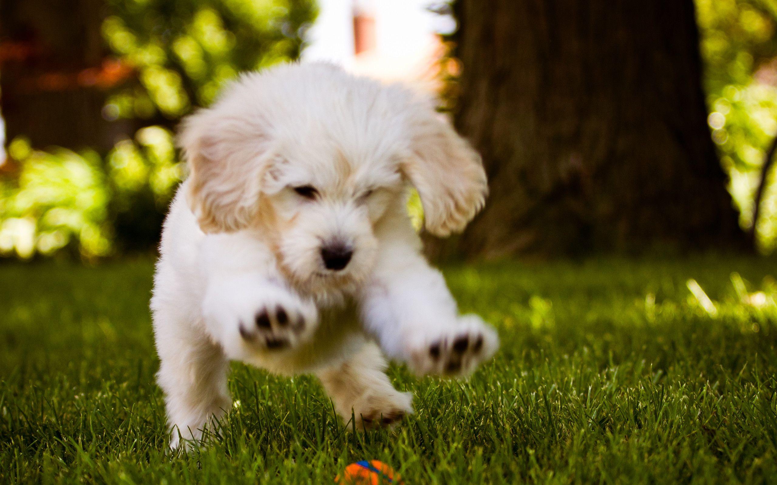 2560x1600 Cool 3D Wallpaper HD Dogs