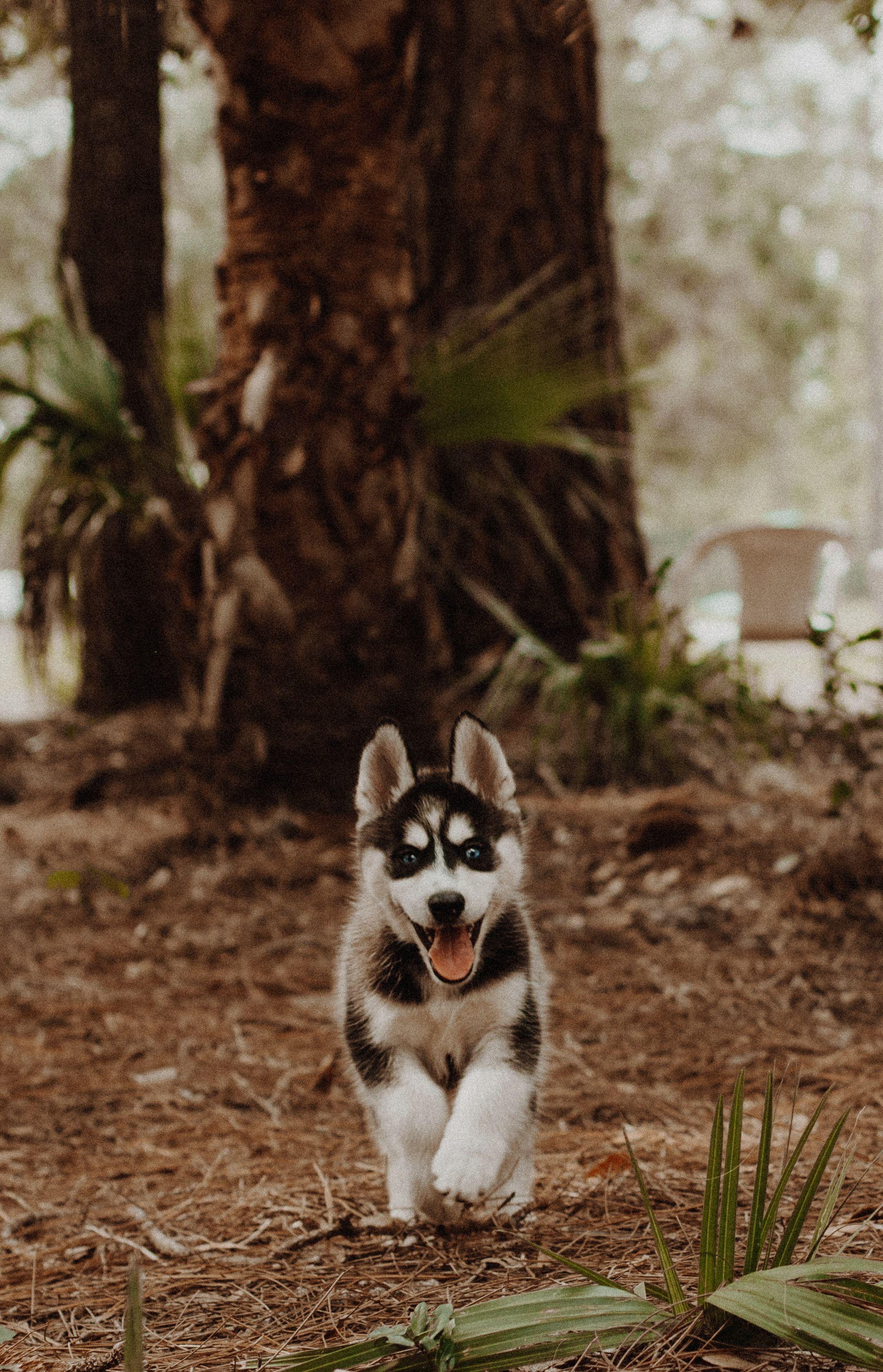 2137x3319 Husky Wallpaper: Free HD Download [HQ]