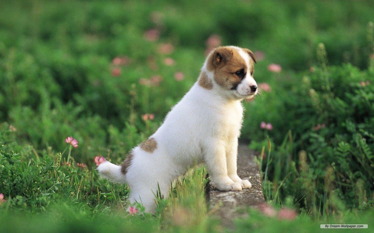 1280x800 Baby Dogs Wallpaper