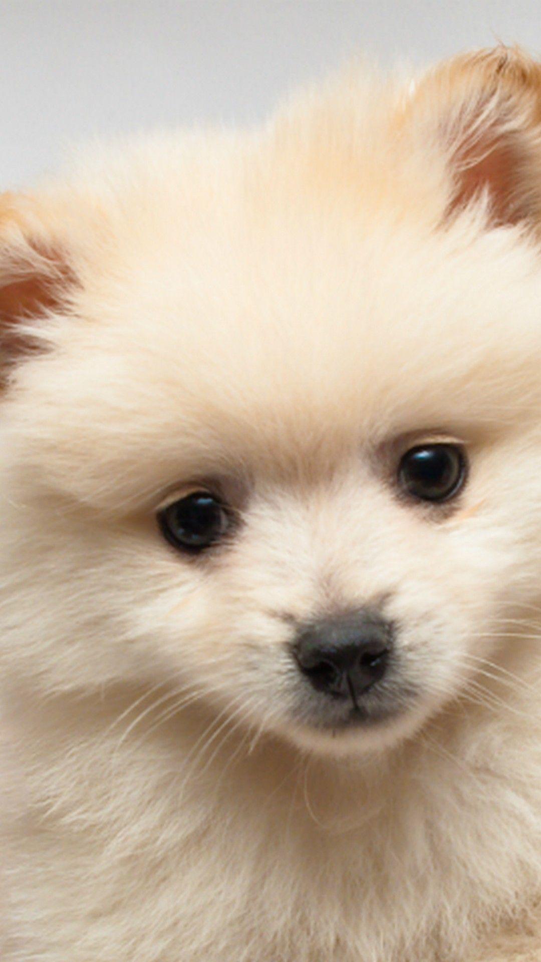1080x1920 iPhone Wallpaper Cute Puppies Picture. Puppy wallpaper, Cute
