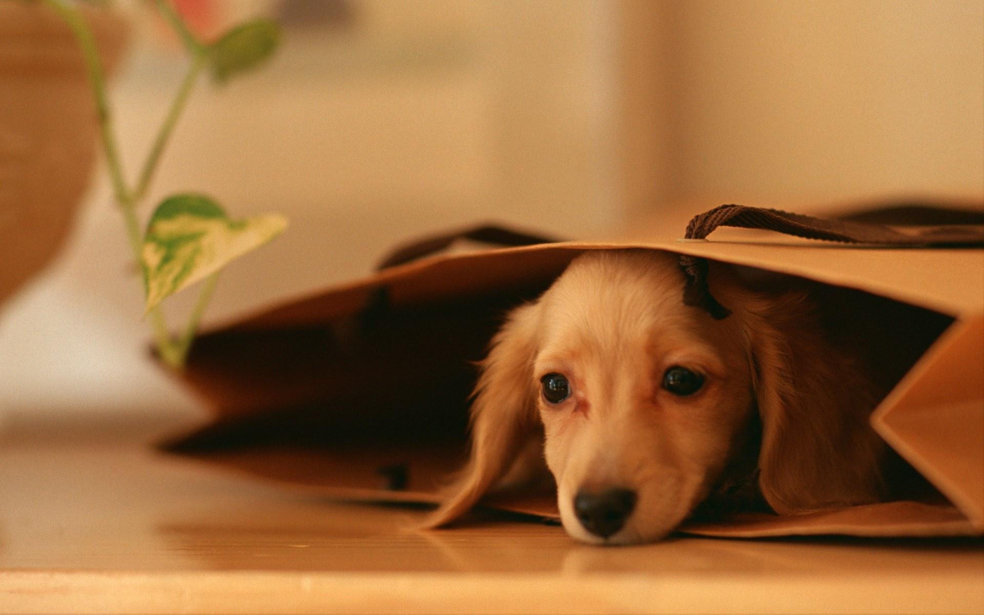 1920x1200 Dog Background