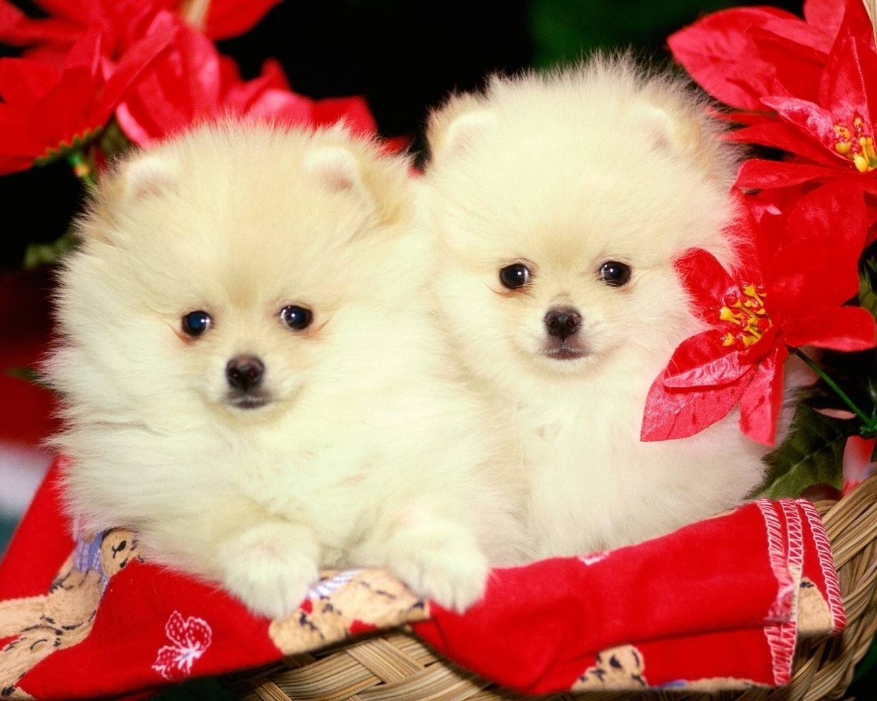 1280x1024 Cute Pets Wallpaper, Picture