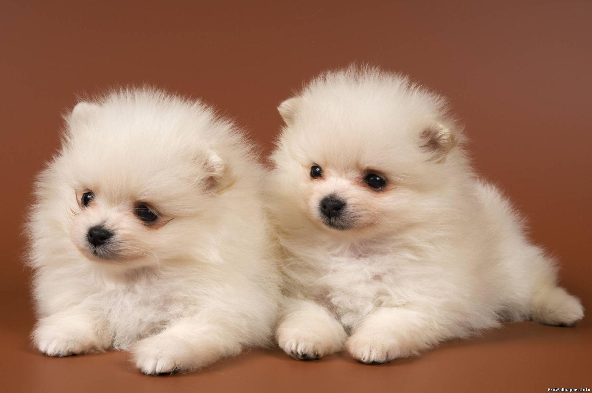 1987x1320 Cute animals furry wallpaper Teacup dogs for tiny canine lovers
