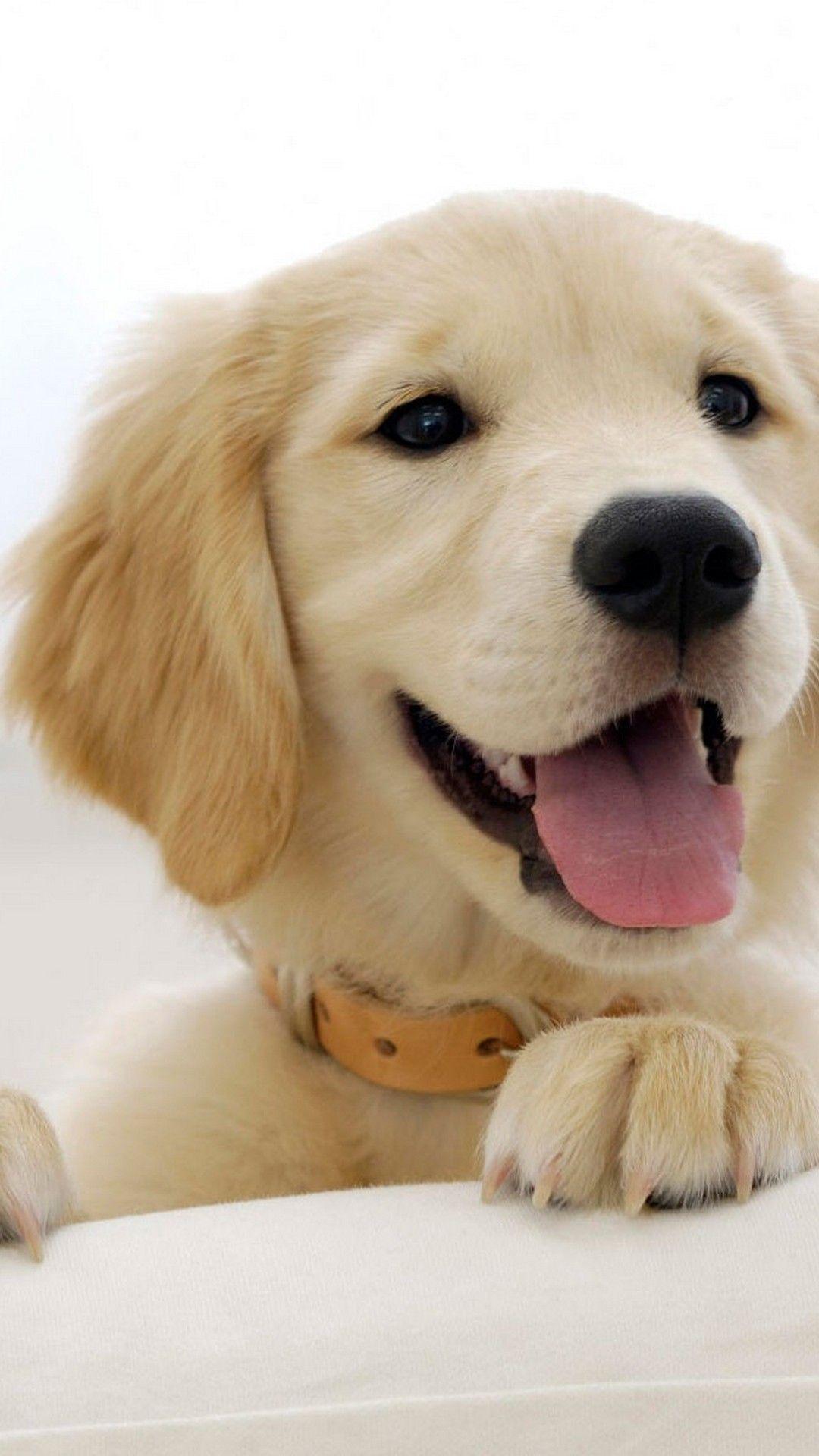 1080x1920 iPhone X Wallpaper Picture Of Puppies iPhone Wallpaper