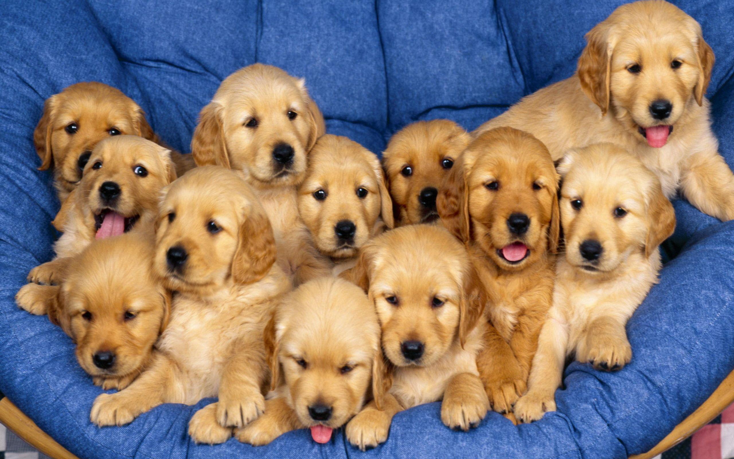 2560x1600 Dog Wallpaper