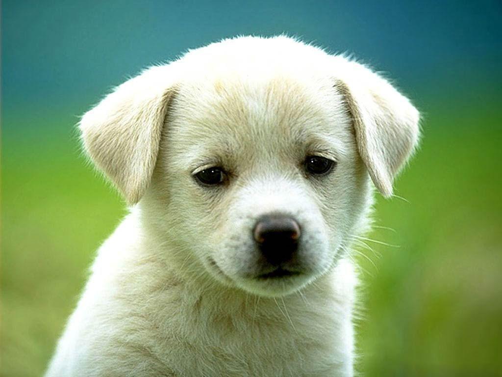 1024x768 Dog Wallpaper HD