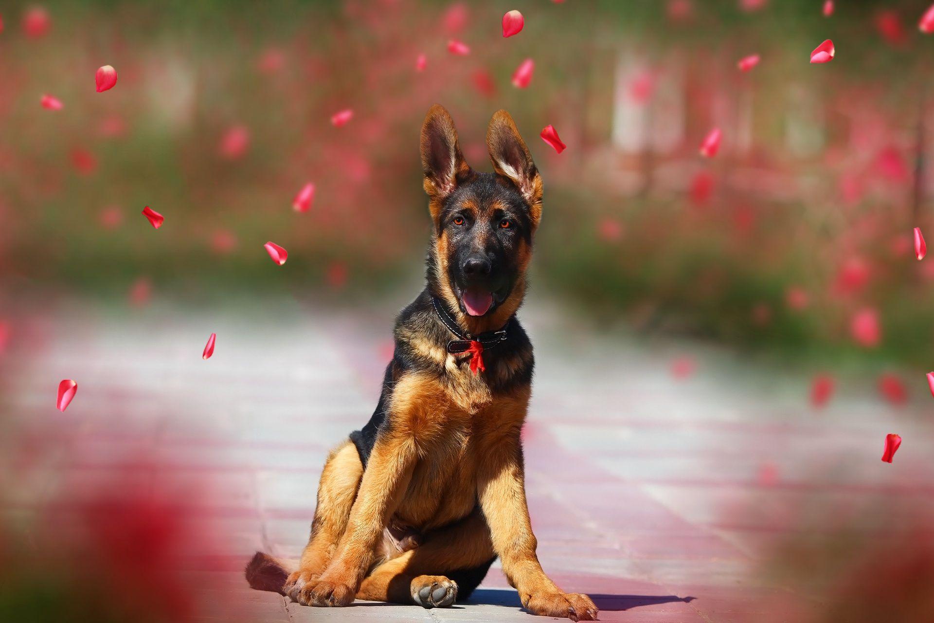 1920x1280 Baby Animal, Dog, German Shepherd, Pet, Puppy Wallpaper