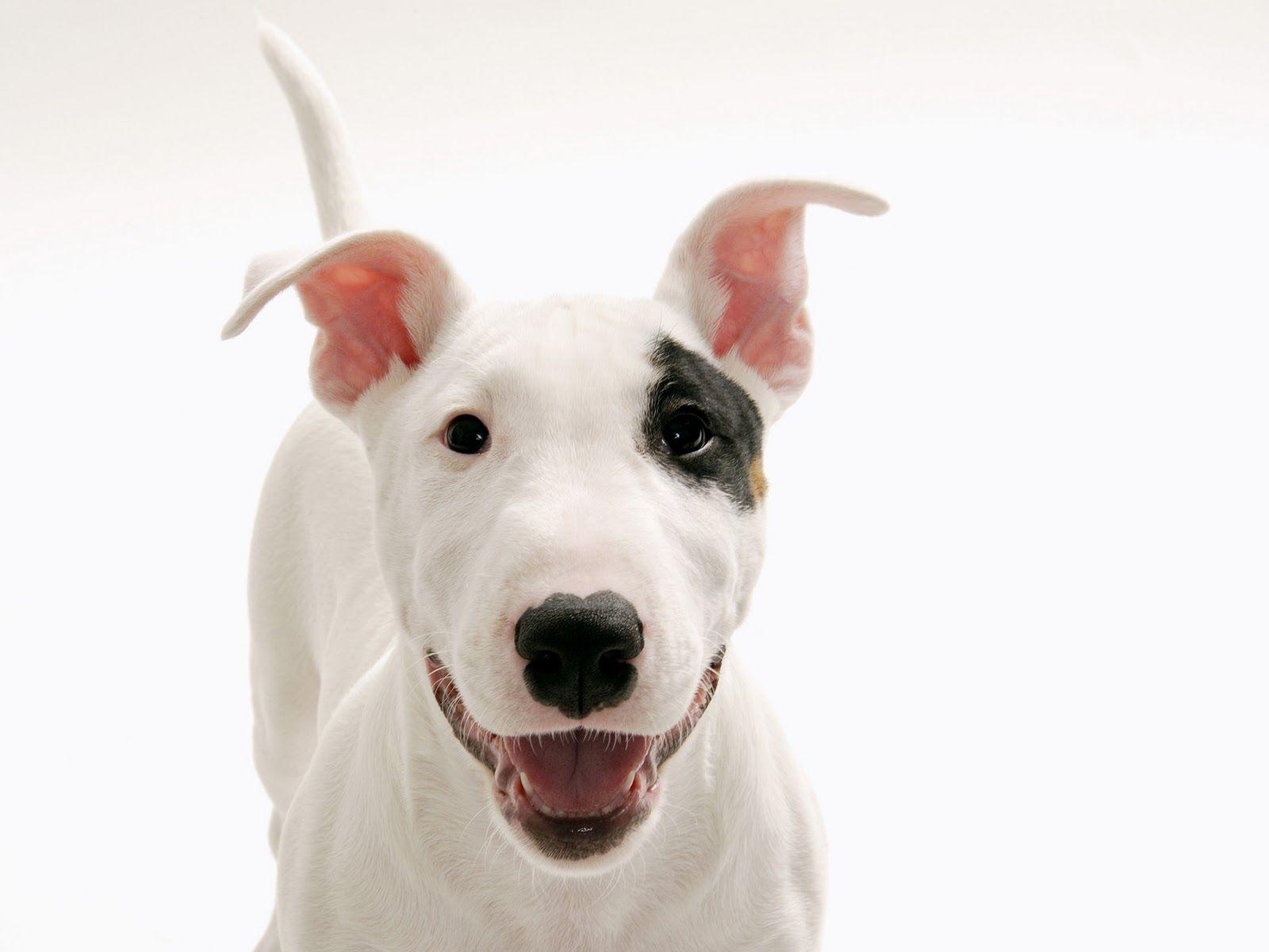 1600x1200 Cute Baby Dog Wallpaper, Picture