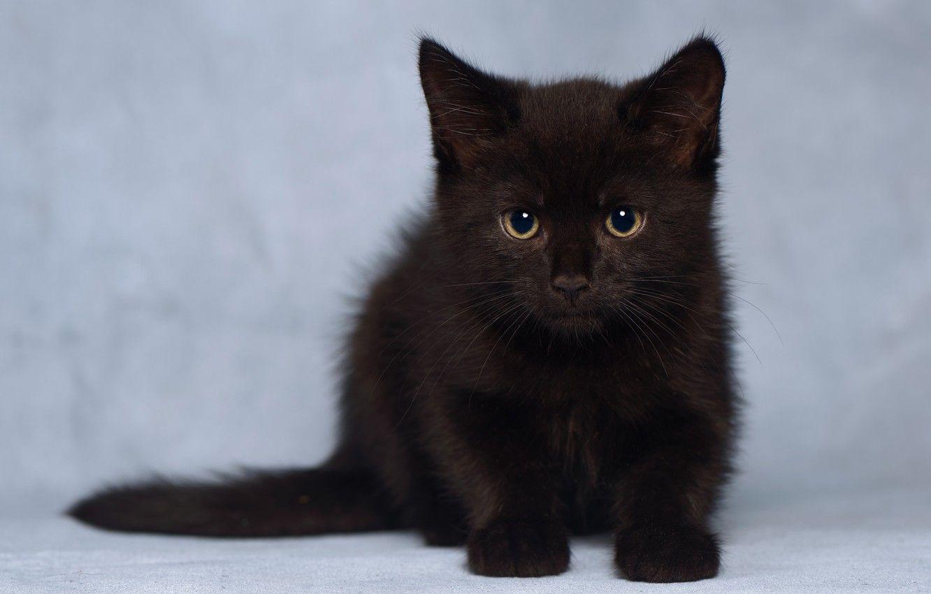1332x850 Wallpaper look, kitty, background, baby, black kitten image for desktop, section кошки