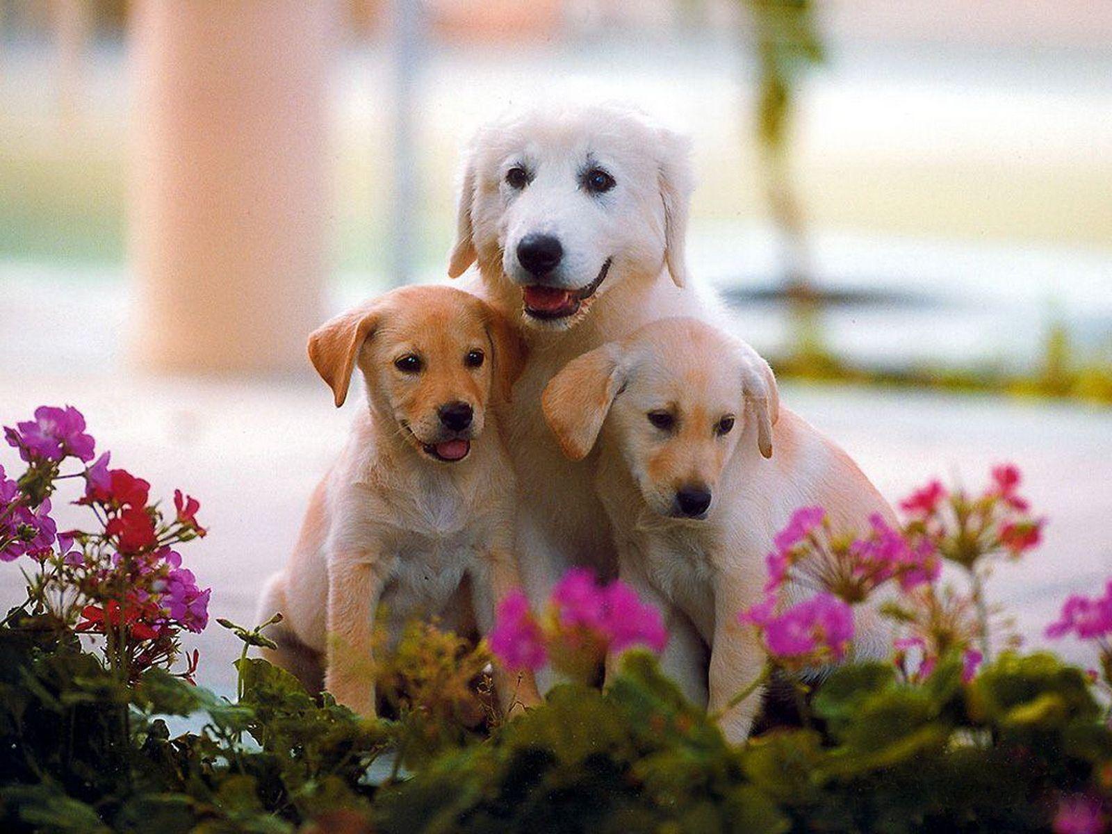 1600x1200 3D Puppy Wallpaper