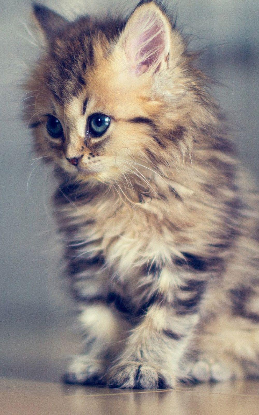 1000x1600 Baby Kitten Android Wallpaper free download