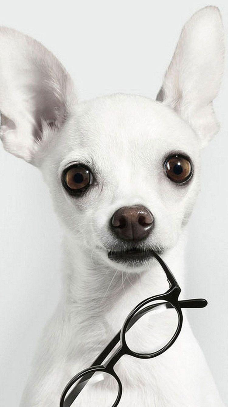 750x1334 HD White iPhone Wallpaper. Perros, Animales, Animales bonitos