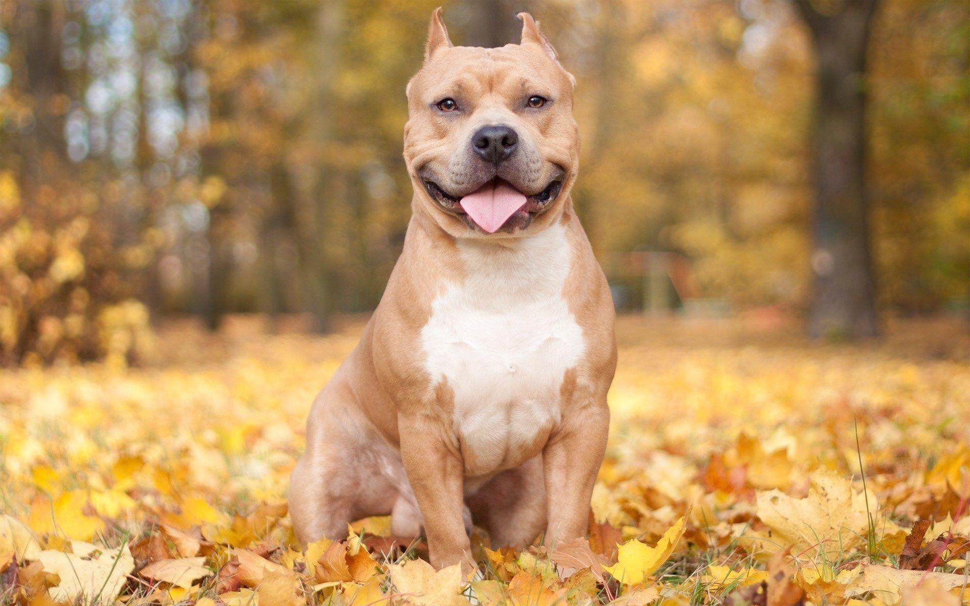 1920x1200 Pitbull Dog Wallpaper