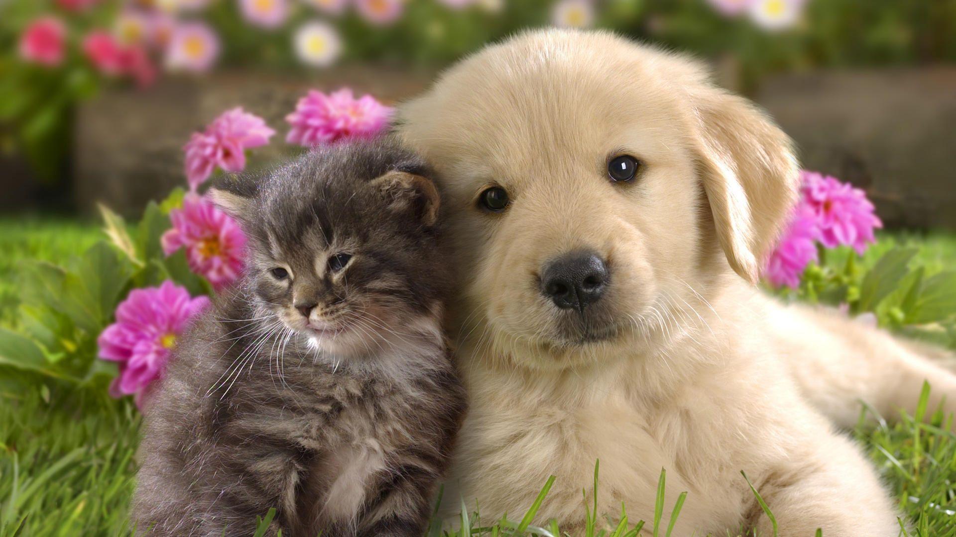 1920x1080 Dog Wallpaper, Field In Dog Wallpaper