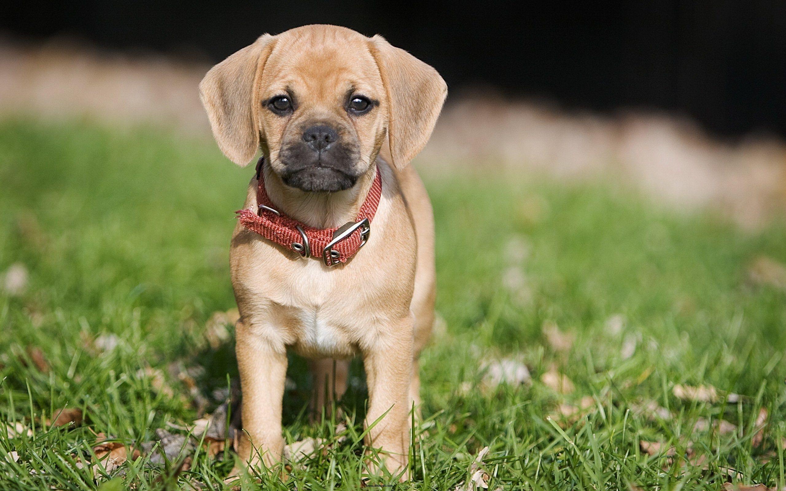 2560x1600 Puggle Wallpaper. Puggle Wallpaper