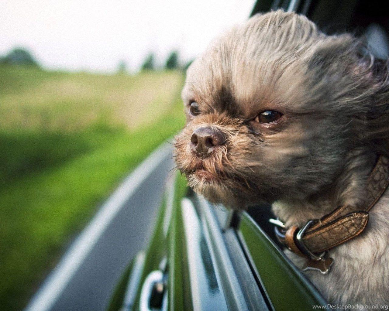 1280x1024 Ugly Dog Wallpaper Desktop Background