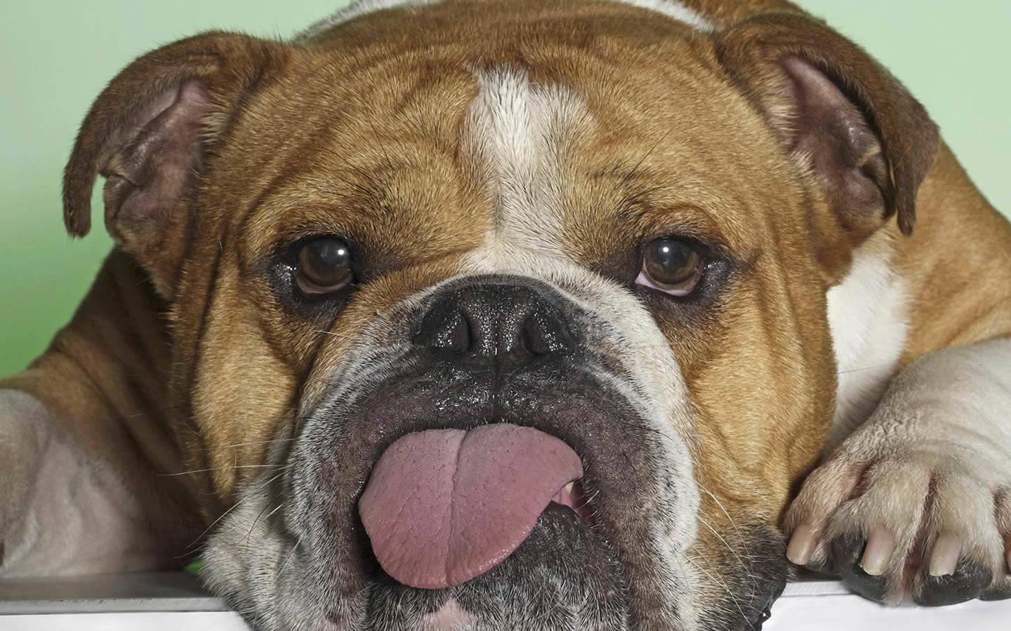 1440x900 Ugly Dog Tongue Out Wallpaper 1440x900