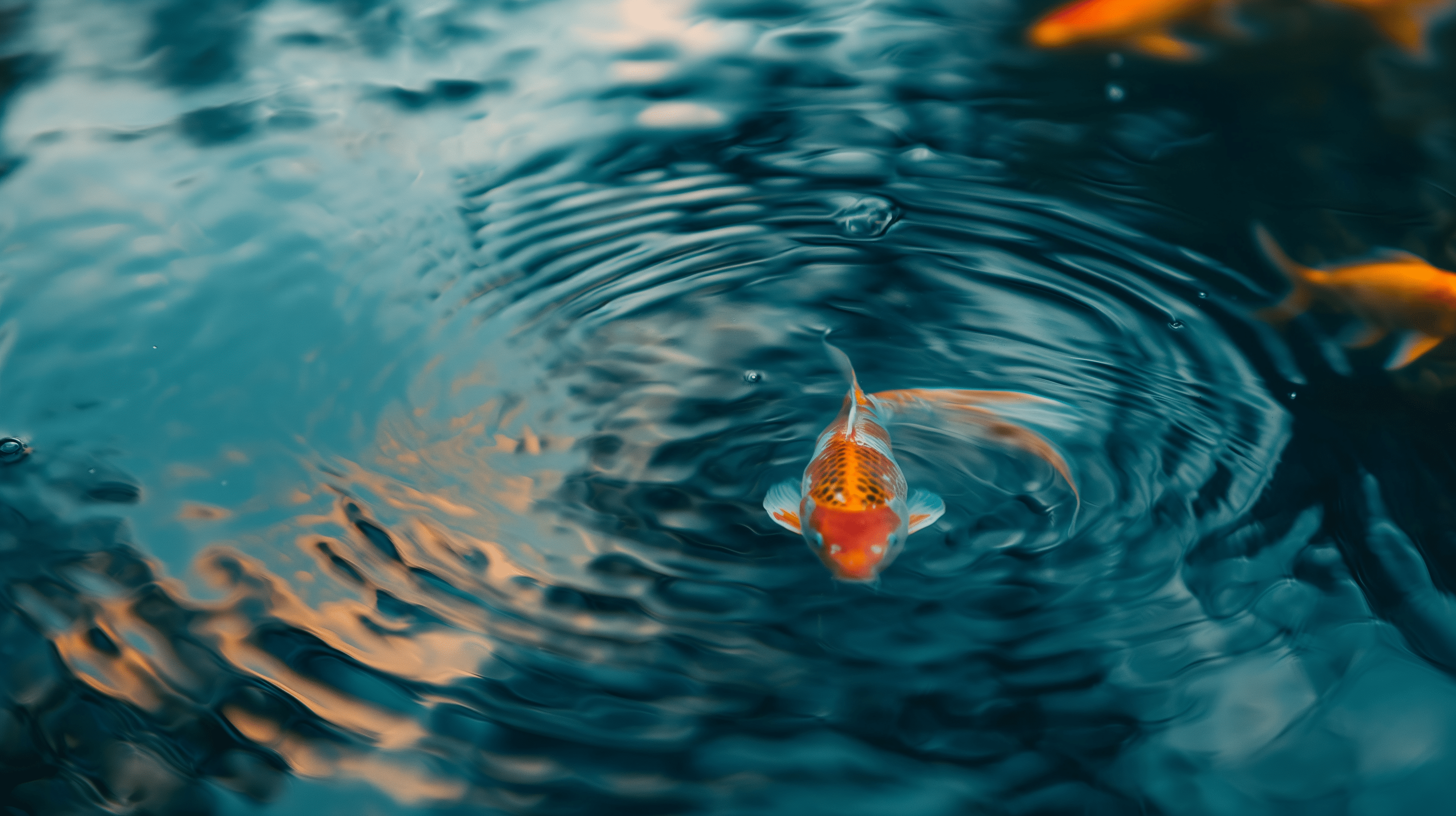 2912x1632 Zen Wallpaper. Koi Carp and Water Ripples
