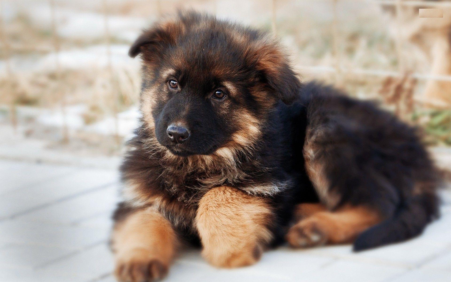 1920x1200 Puppy Wallpaper for Computer
