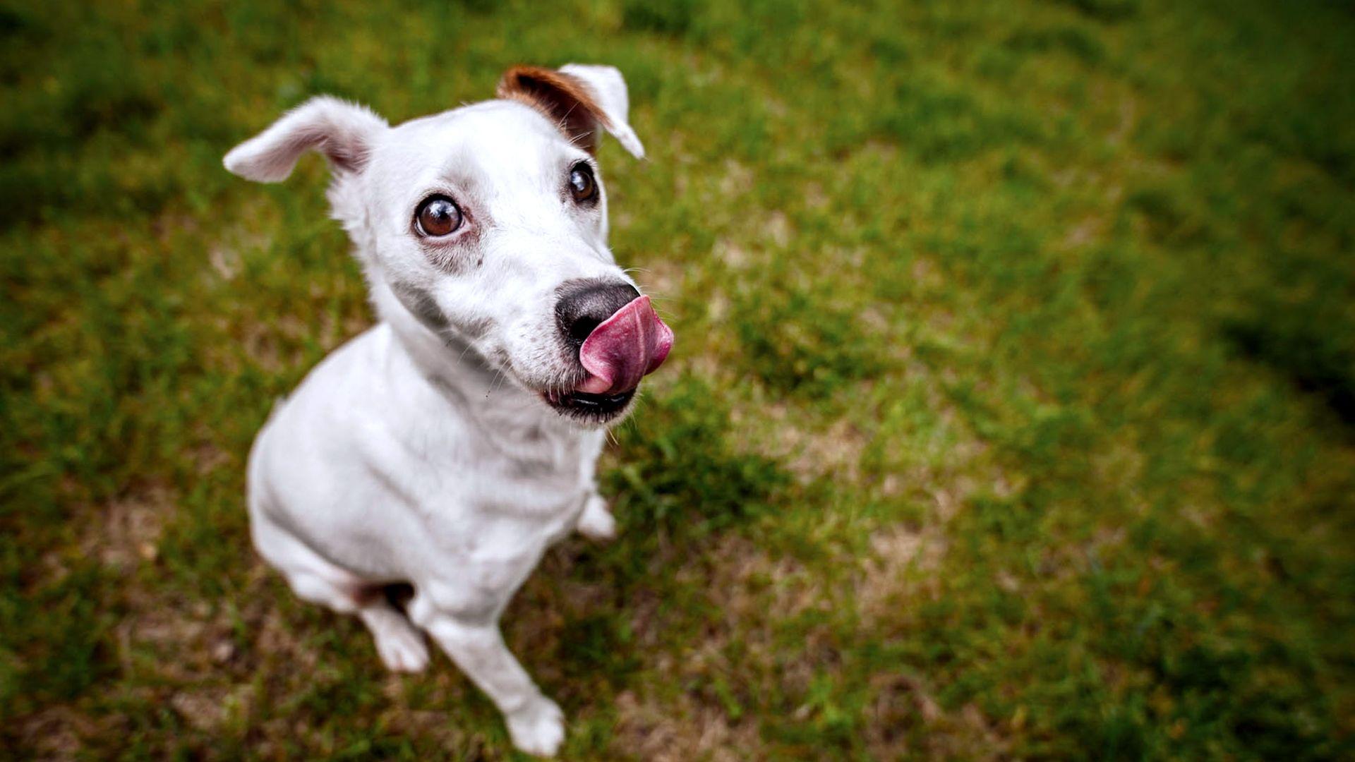 1920x1080 Dog Face Ugly Wallpaper HD / Desktop and Mobile Background