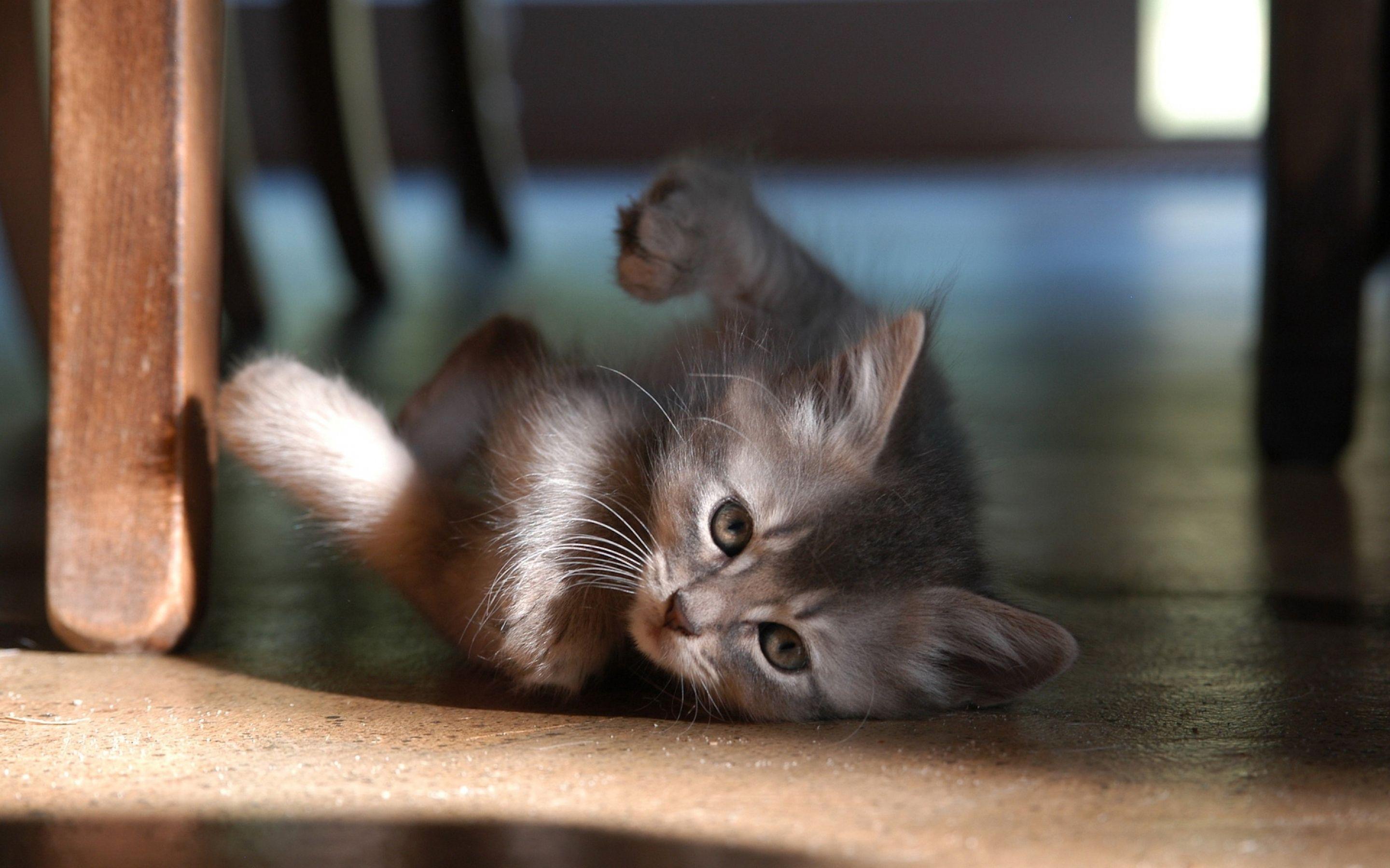 2880x1800 baby, Cat Wallpaper HD / Desktop and Mobile Background