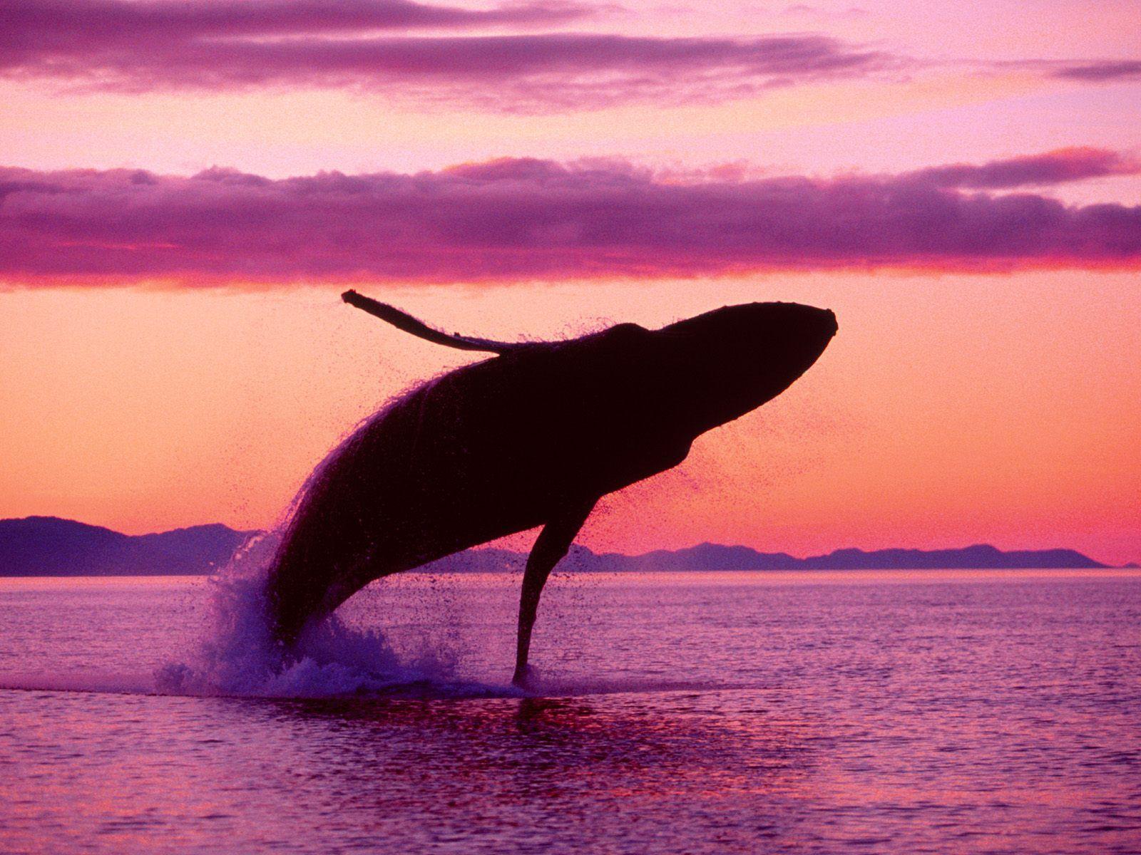 1600x1200 Whale Wallpaper, Whale Shark Wallpaper .