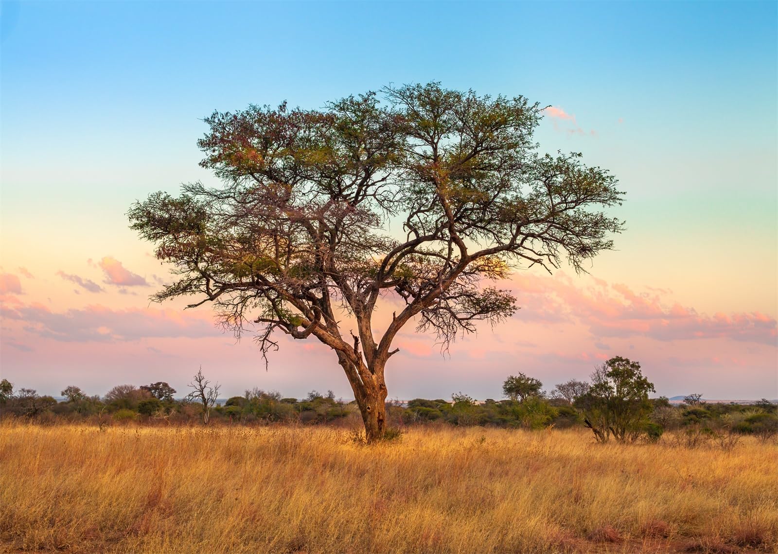 1600x1140 Amazon.com : BELECO 8x6ft Fabric Africa Safari Backdrop African Tree of The African Savannah in The Serengeti Wildlife Area of Tanzania, East Africa Background Safari Party Decorations Photohoot Studio Props
