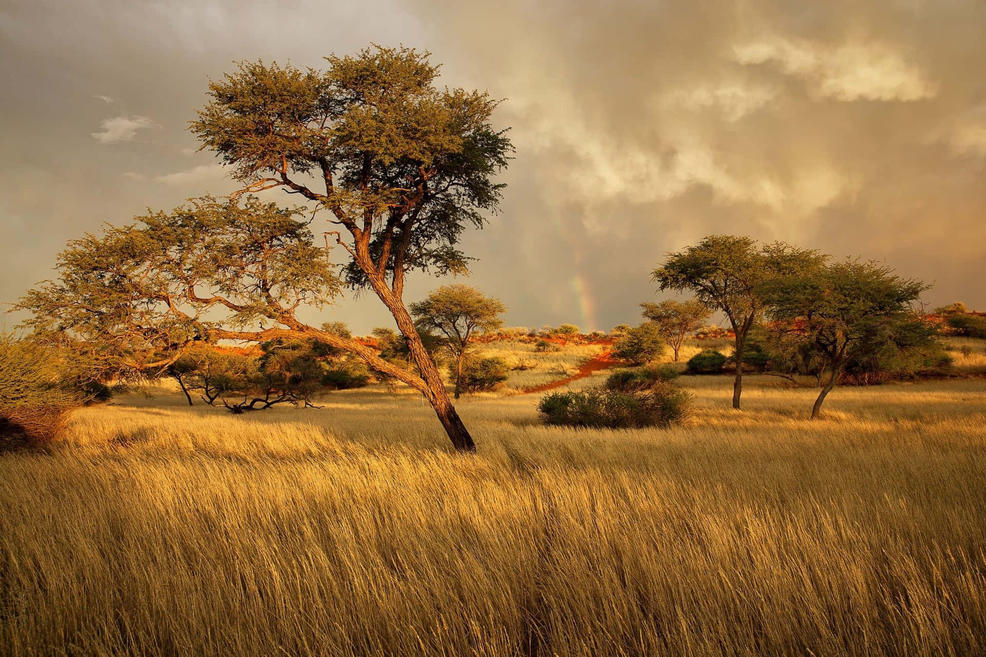 1920x1280 Download Incredible scenery of the African Savannah. Wallpaper