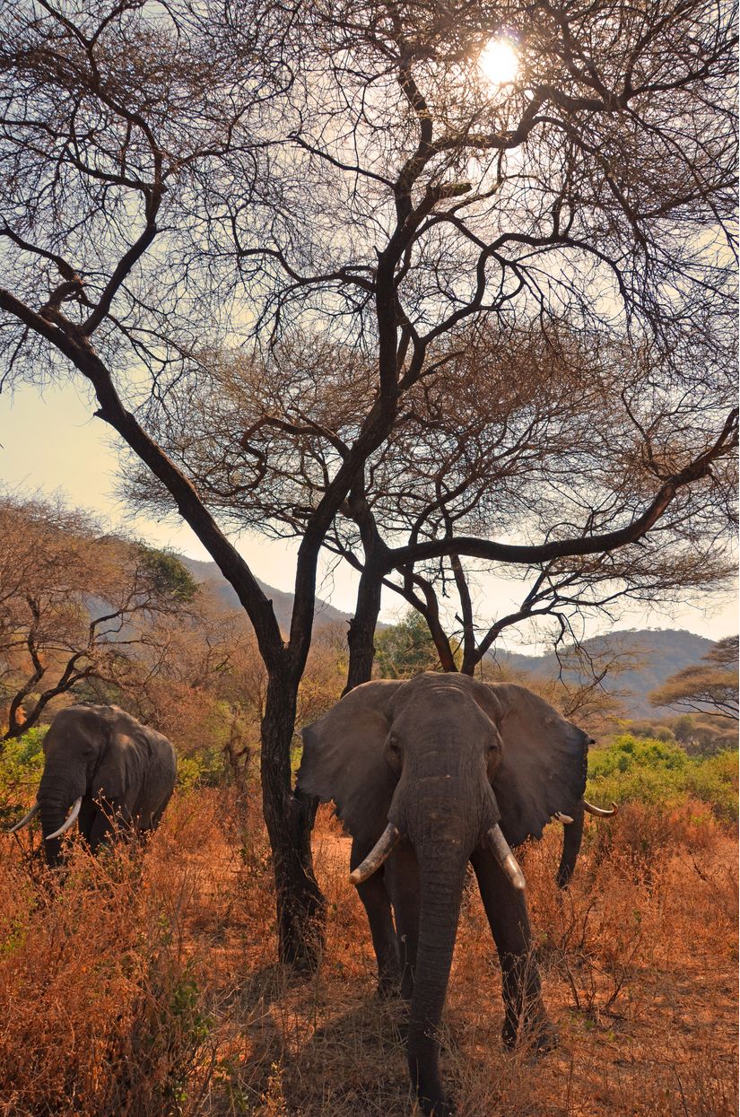 825x1245 Elephants in Africa Wall Mural