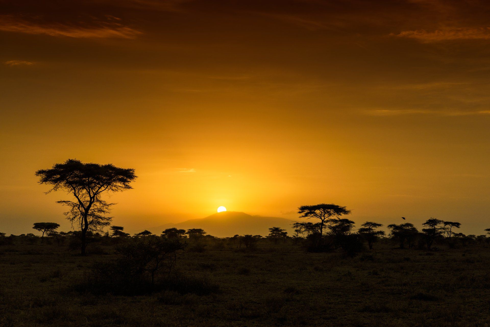 1920x1281 Tanzania Savanna Sunrise: Stunning 4K Dawn over Africa's Wild Horizonx4912