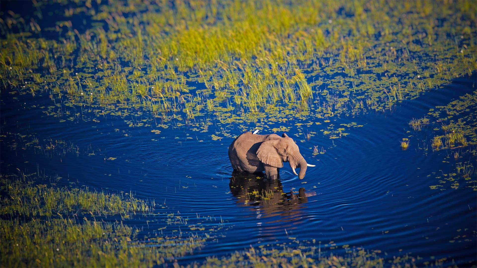 1920x1080 Bing image: Okavango Delta, Botswana Wallpaper Gallery