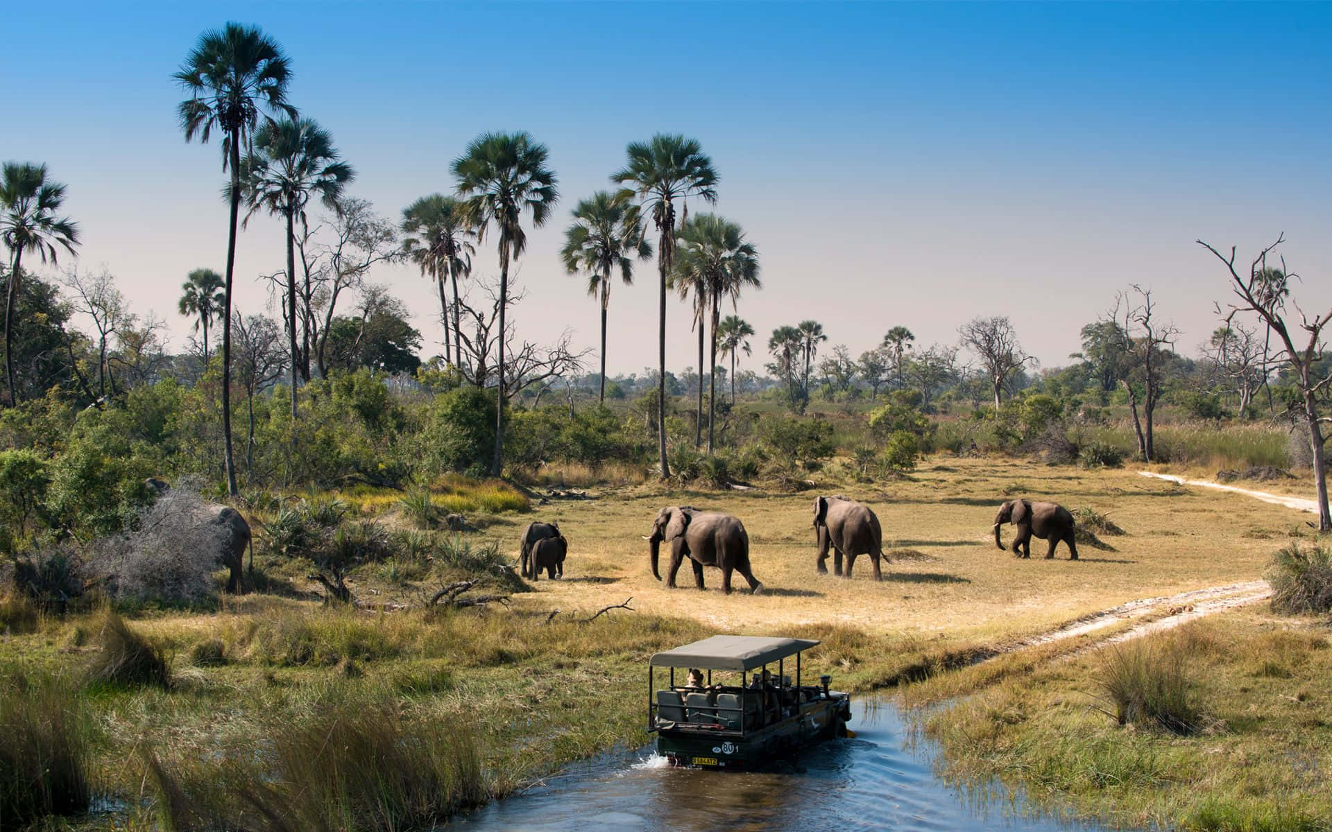 1920x1200 Download Southern African Safari In The Okavango Delta Wallpaper