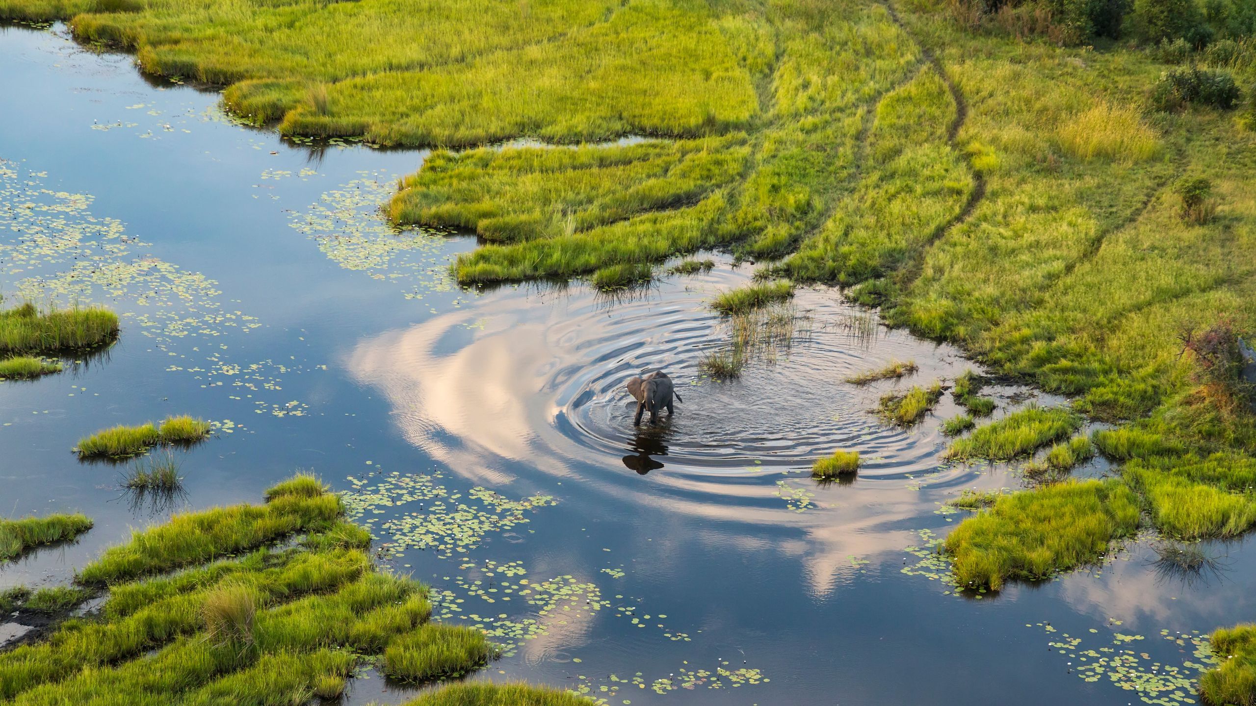 2560x1440 How to Plan Your First Safari in Botswana. Condé Nast Traveler