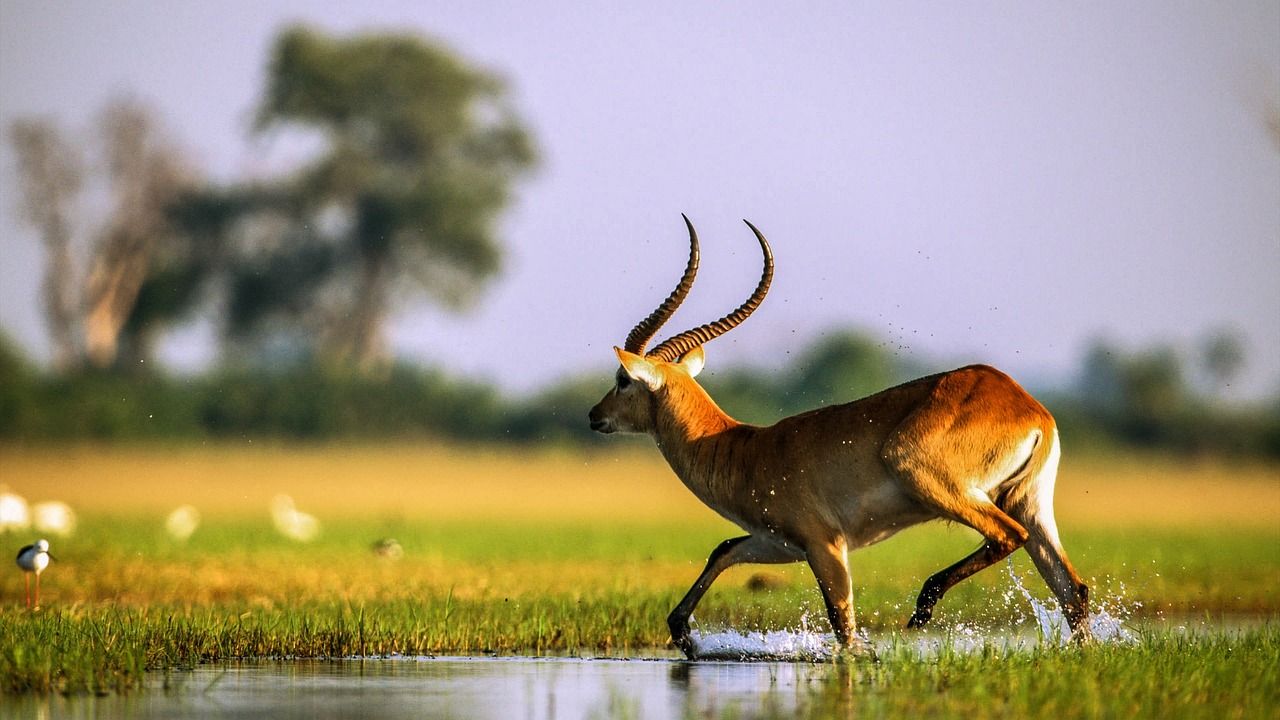 1280x720 Okavango Delta Wildlife Animals