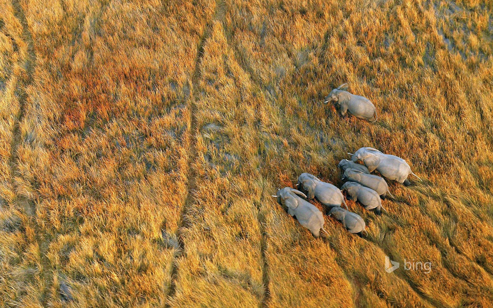 1920x1200 Elephants in the Okavango Delta, Botswana Wallpaper