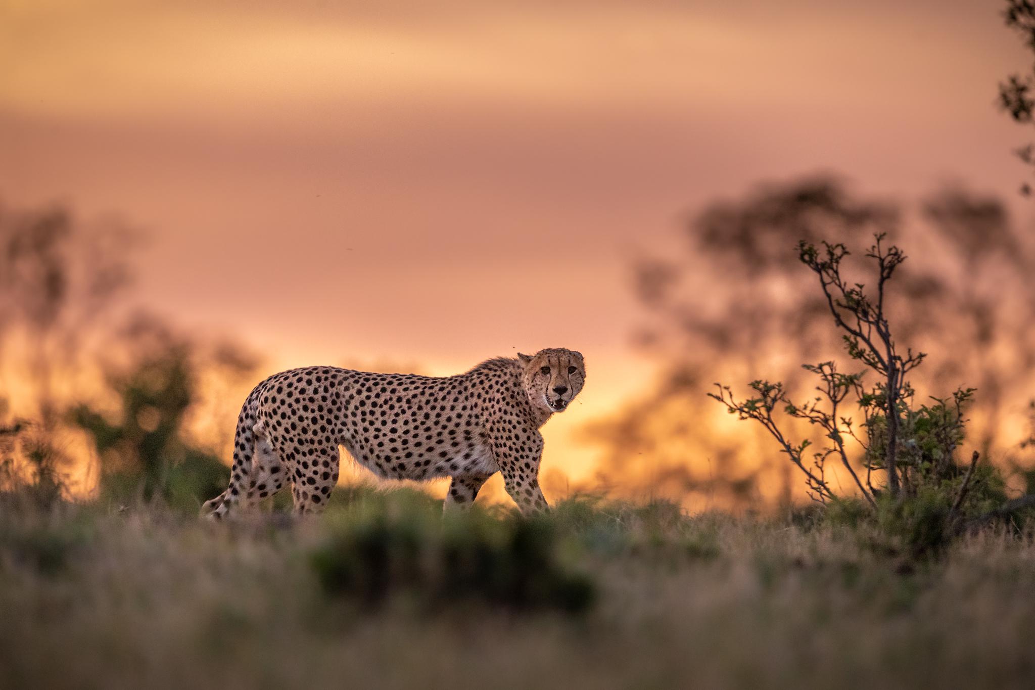 2048x1365 Cheetah at sunset. Okavango Delta, Botswana, early 2021