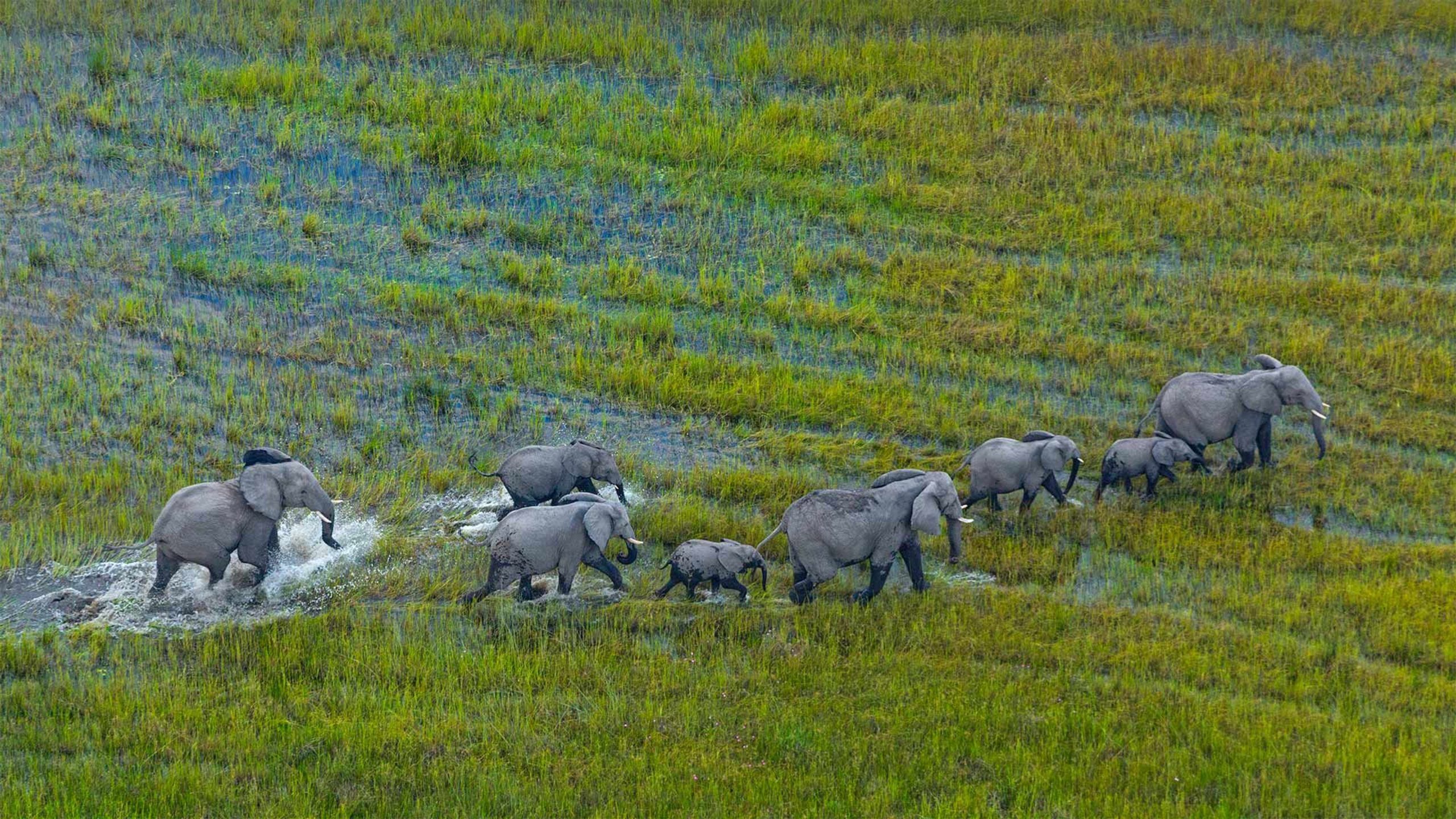 2560x1440 Can you see the Big 5 in Okavango Delta?